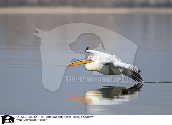 fliegender Krauskopfpelikan / flying Dalmatian Pelican / MBS-22042
