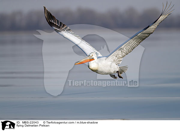 fliegender Krauskopfpelikan / flying Dalmatian Pelican / MBS-22043