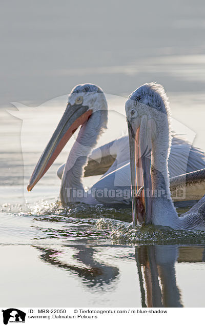 schwimmende Krauskopfpelikane / swimming Dalmatian Pelicans / MBS-22050