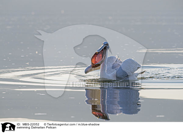 schwimmender Krauskopfpelikan / swimming Dalmatian Pelican / MBS-22052
