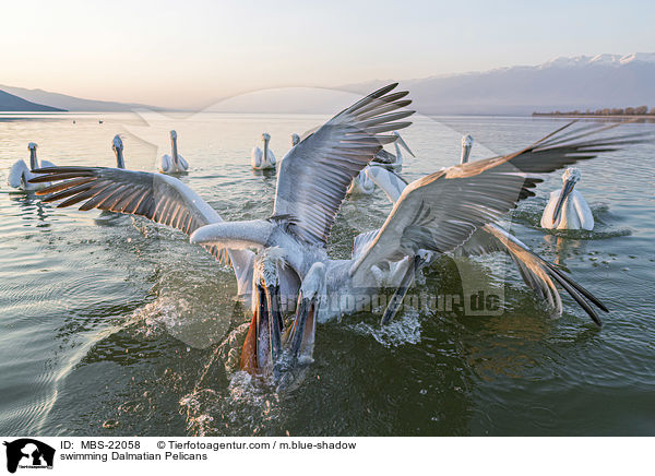 schwimmende Krauskopfpelikane / swimming Dalmatian Pelicans / MBS-22058