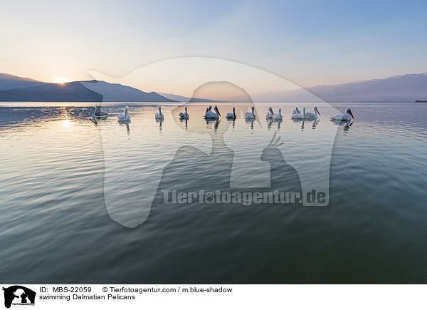 schwimmende Krauskopfpelikane / swimming Dalmatian Pelicans / MBS-22059