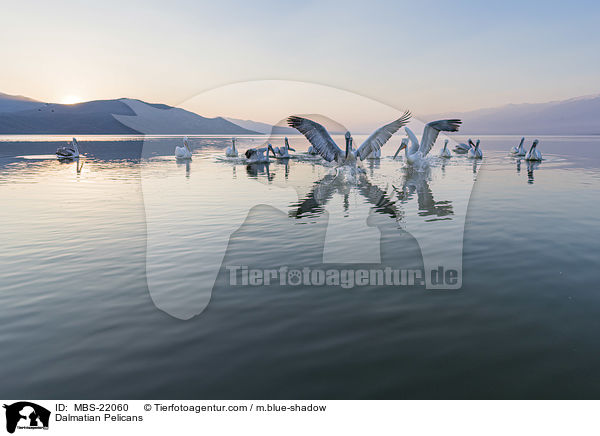 Krauskopfpelikane / Dalmatian Pelicans / MBS-22060