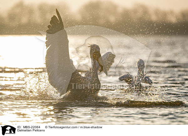 Krauskopfpelikane / Dalmatian Pelicans / MBS-22064
