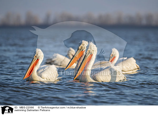 schwimmende Krauskopfpelikane / swimming Dalmatian Pelicans / MBS-22066
