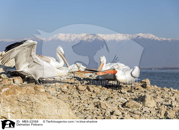 Krauskopfpelikane / Dalmatian Pelicans / MBS-22068