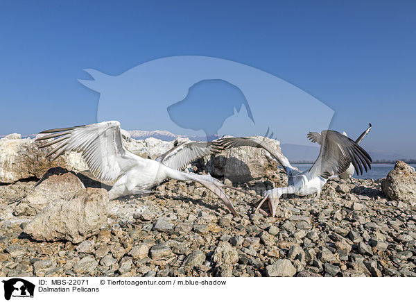 Krauskopfpelikane / Dalmatian Pelicans / MBS-22071