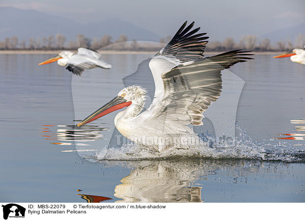 fliegende Krauskopfpelikane / flying Dalmatian Pelicans / MBS-22079
