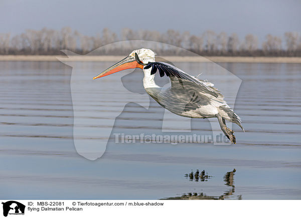 fliegender Krauskopfpelikan / flying Dalmatian Pelican / MBS-22081