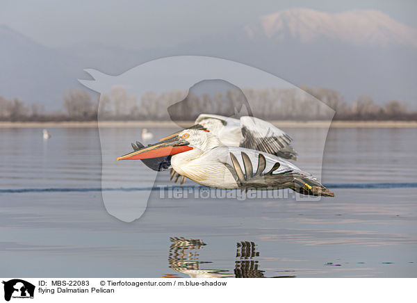 fliegender Krauskopfpelikan / flying Dalmatian Pelican / MBS-22083