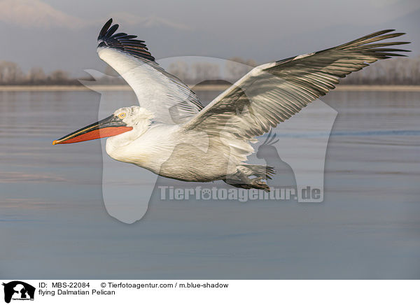 fliegender Krauskopfpelikan / flying Dalmatian Pelican / MBS-22084