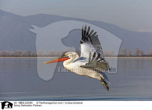 fliegender Krauskopfpelikan / flying Dalmatian Pelican / MBS-22085