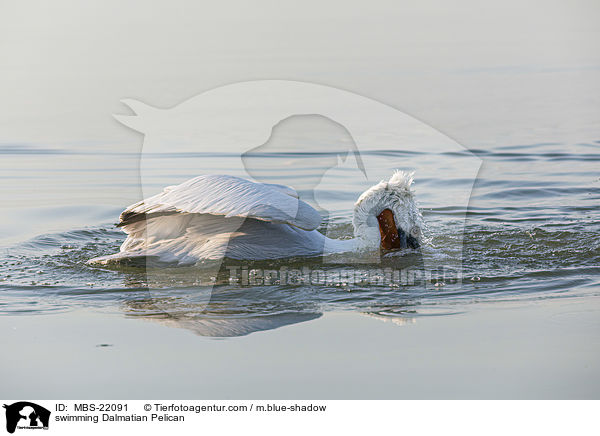 schwimmender Krauskopfpelikan / swimming Dalmatian Pelican / MBS-22091