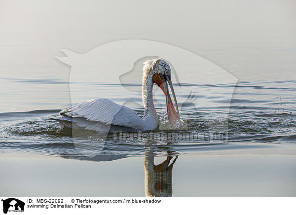 schwimmender Krauskopfpelikan / swimming Dalmatian Pelican / MBS-22092
