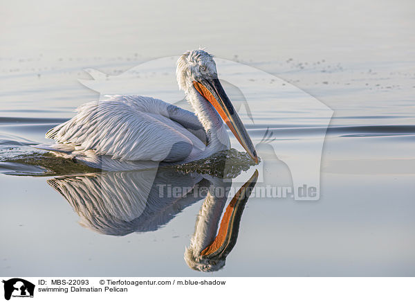 schwimmender Krauskopfpelikan / swimming Dalmatian Pelican / MBS-22093