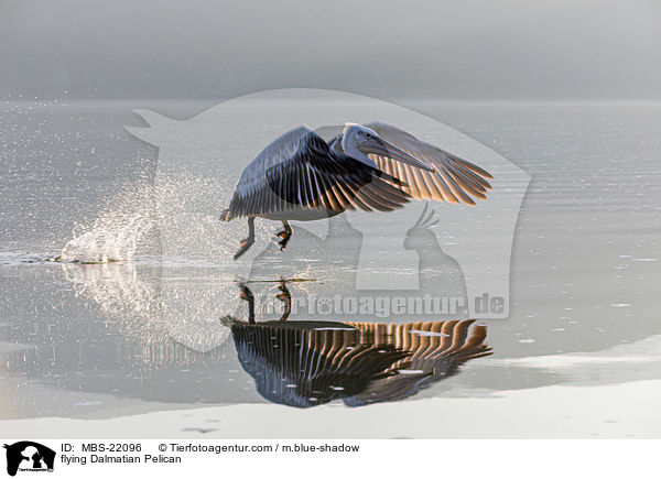 fliegender Krauskopfpelikan / flying Dalmatian Pelican / MBS-22096