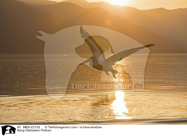 fliegender Krauskopfpelikan / flying Dalmatian Pelican / MBS-22102