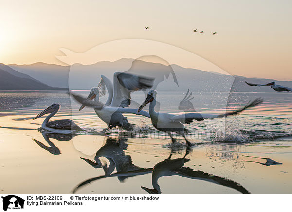 fliegende Krauskopfpelikane / flying Dalmatian Pelicans / MBS-22109