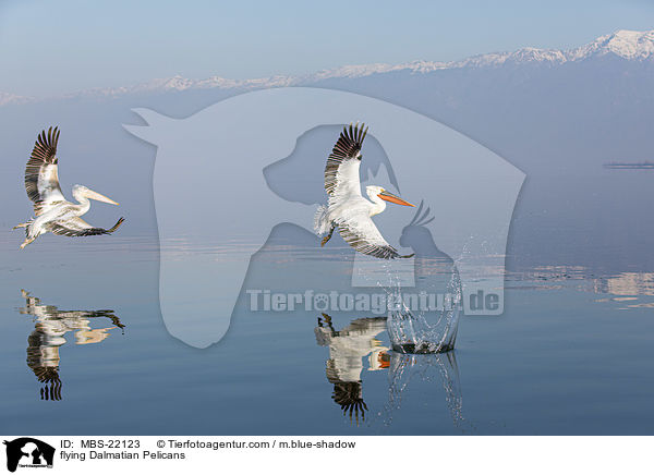 fliegende Krauskopfpelikane / flying Dalmatian Pelicans / MBS-22123