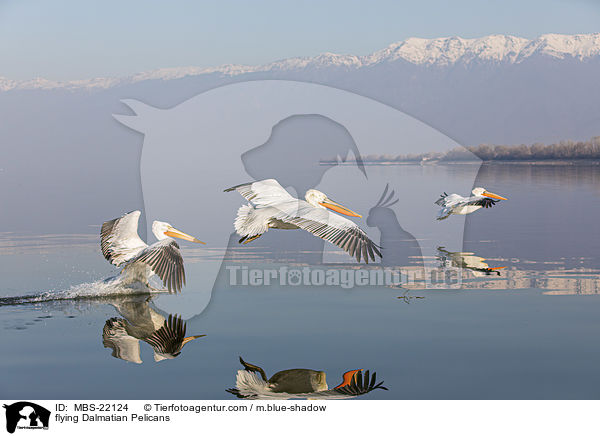 fliegende Krauskopfpelikane / flying Dalmatian Pelicans / MBS-22124