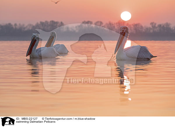 schwimmende Krauskopfpelikane / swimming Dalmatian Pelicans / MBS-22127