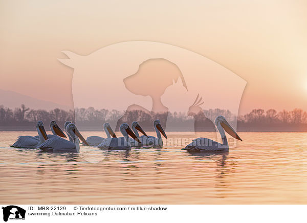 schwimmende Krauskopfpelikane / swimming Dalmatian Pelicans / MBS-22129