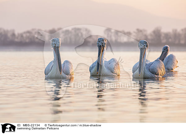 schwimmende Krauskopfpelikane / swimming Dalmatian Pelicans / MBS-22134