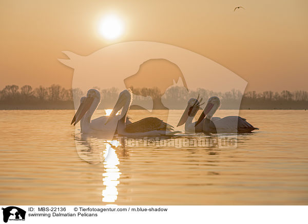 schwimmende Krauskopfpelikane / swimming Dalmatian Pelicans / MBS-22136