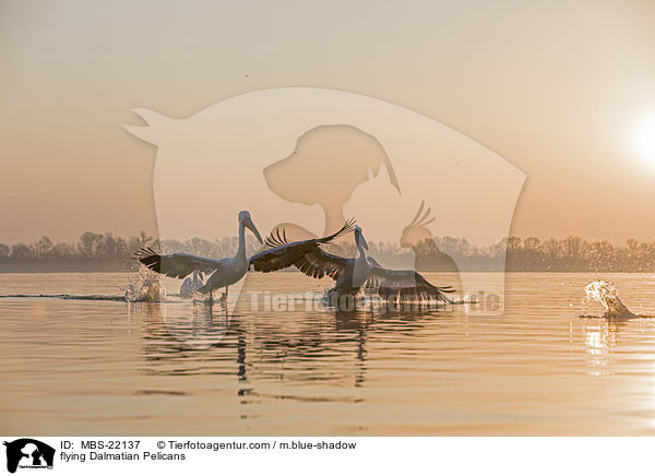 fliegende Krauskopfpelikane / flying Dalmatian Pelicans / MBS-22137