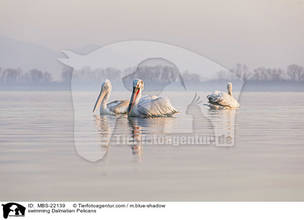 schwimmende Krauskopfpelikane / swimming Dalmatian Pelicans / MBS-22139