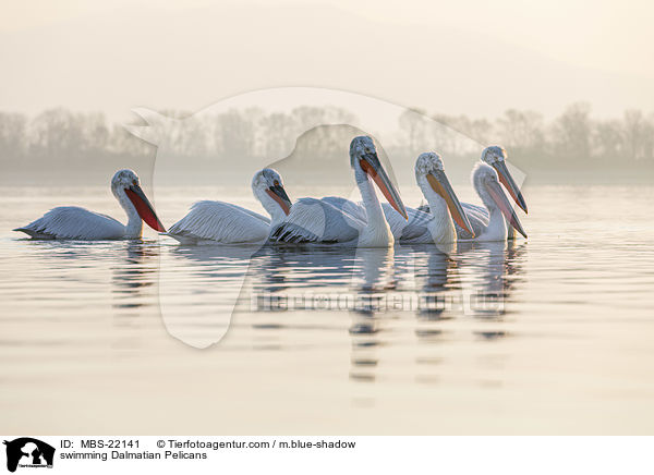 schwimmende Krauskopfpelikane / swimming Dalmatian Pelicans / MBS-22141