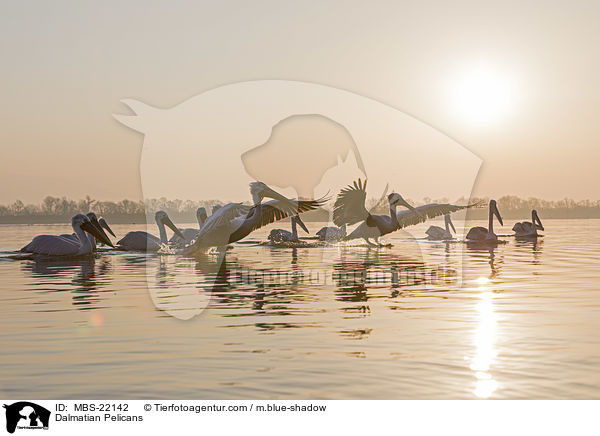 Krauskopfpelikane / Dalmatian Pelicans / MBS-22142