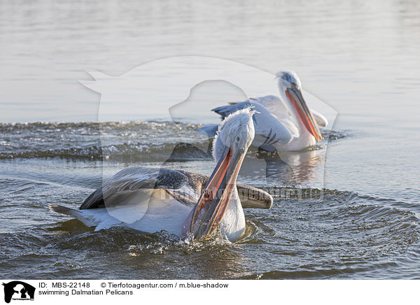 schwimmende Krauskopfpelikane / swimming Dalmatian Pelicans / MBS-22148