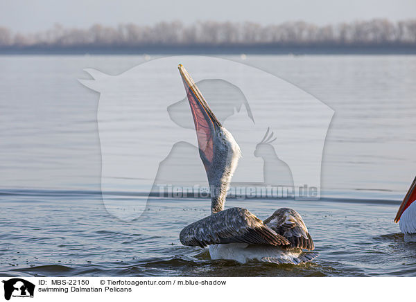 schwimmende Krauskopfpelikane / swimming Dalmatian Pelicans / MBS-22150