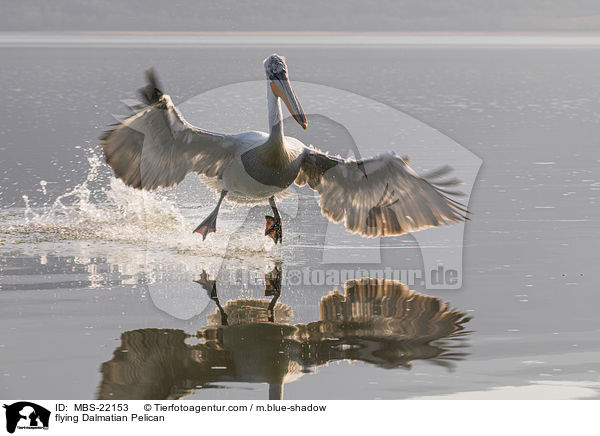 fliegender Krauskopfpelikan / flying Dalmatian Pelican / MBS-22153