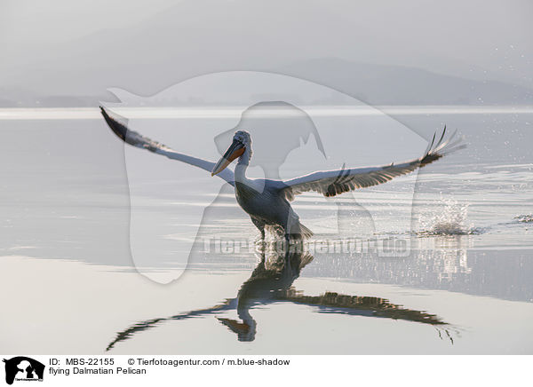 fliegender Krauskopfpelikan / flying Dalmatian Pelican / MBS-22155