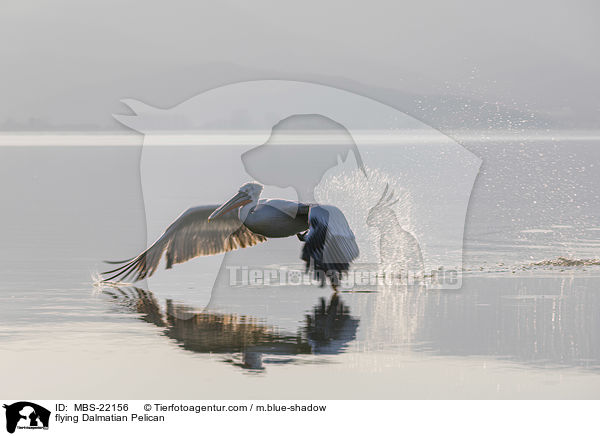 fliegender Krauskopfpelikan / flying Dalmatian Pelican / MBS-22156