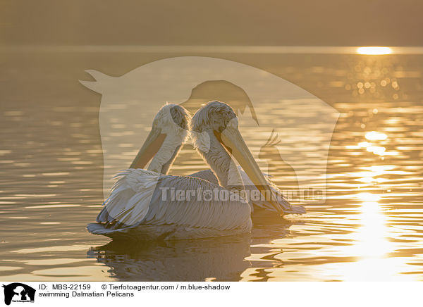 schwimmende Krauskopfpelikane / swimming Dalmatian Pelicans / MBS-22159