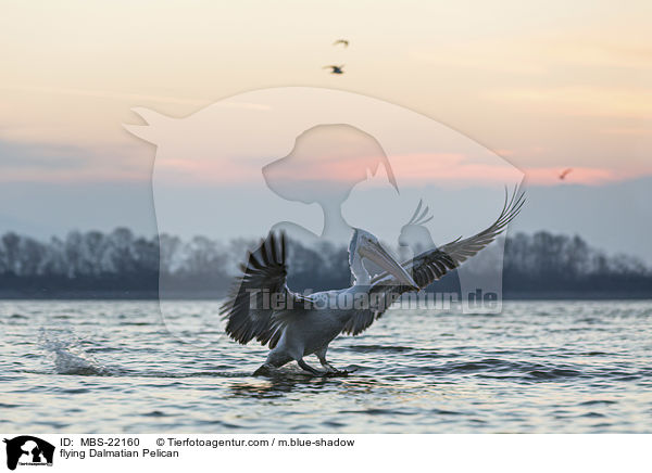 fliegender Krauskopfpelikan / flying Dalmatian Pelican / MBS-22160
