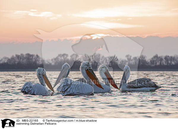 schwimmende Krauskopfpelikane / swimming Dalmatian Pelicans / MBS-22165