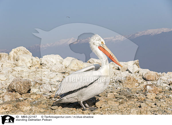 stehender Krauskopfpelikan / standing Dalmatian Pelican / MBS-22167