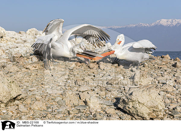 Krauskopfpelikane / Dalmatian Pelicans / MBS-22168