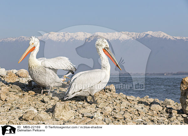 Krauskopfpelikane / Dalmatian Pelicans / MBS-22169
