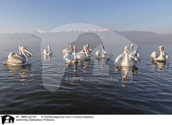 schwimmende Krauskopfpelikane / swimming Dalmatian Pelicans / MBS-22181