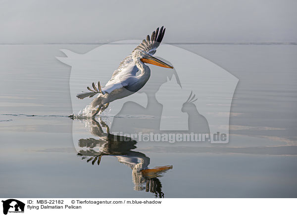 fliegender Krauskopfpelikan / flying Dalmatian Pelican / MBS-22182