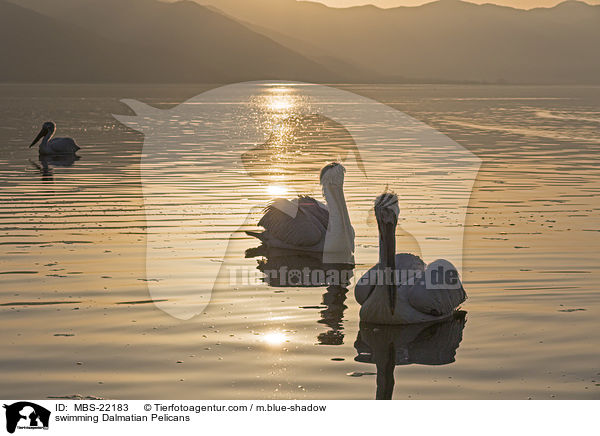 schwimmende Krauskopfpelikane / swimming Dalmatian Pelicans / MBS-22183
