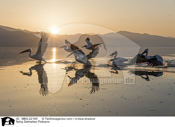 fliegende Krauskopfpelikane / flying Dalmatian Pelicans / MBS-22185
