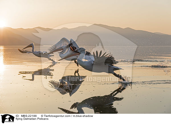 fliegende Krauskopfpelikane / flying Dalmatian Pelicans / MBS-22188