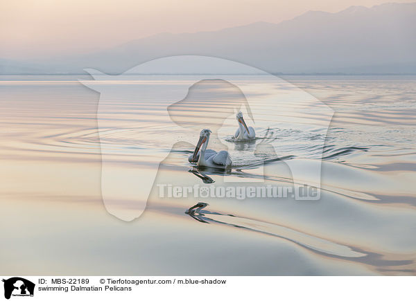 schwimmende Krauskopfpelikane / swimming Dalmatian Pelicans / MBS-22189