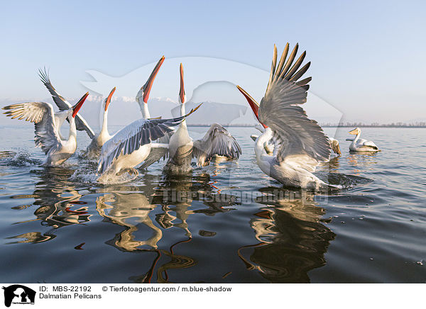 Krauskopfpelikane / Dalmatian Pelicans / MBS-22192